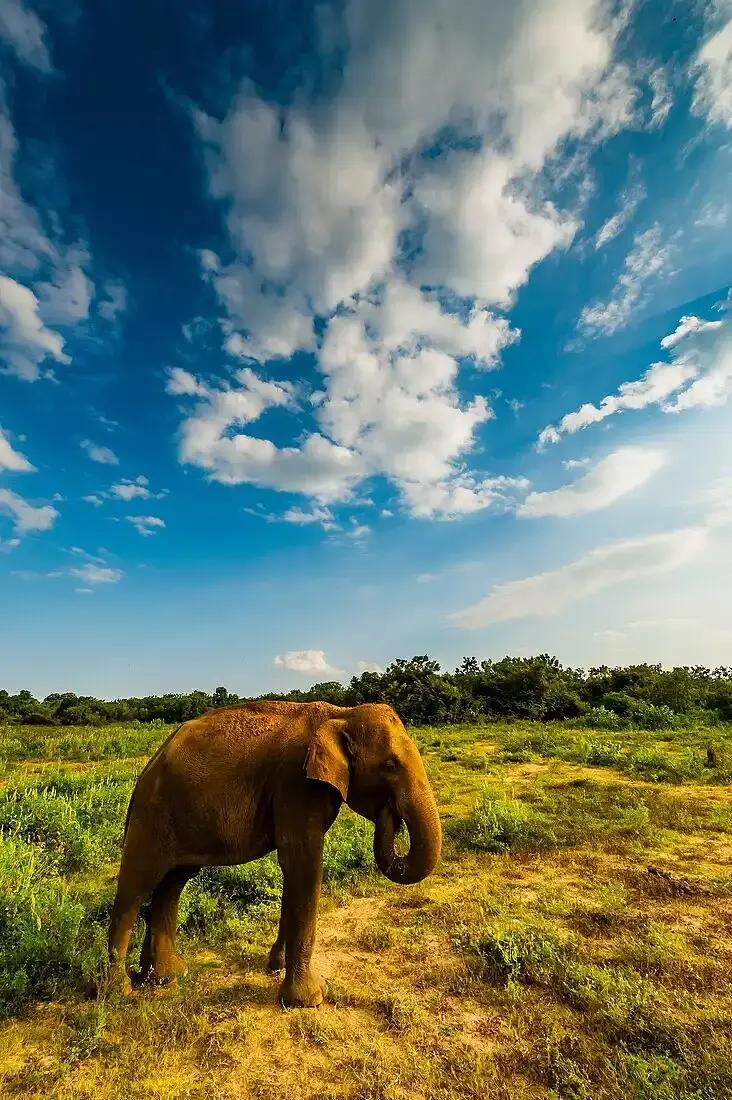 Elephants at Udawalawe National Park