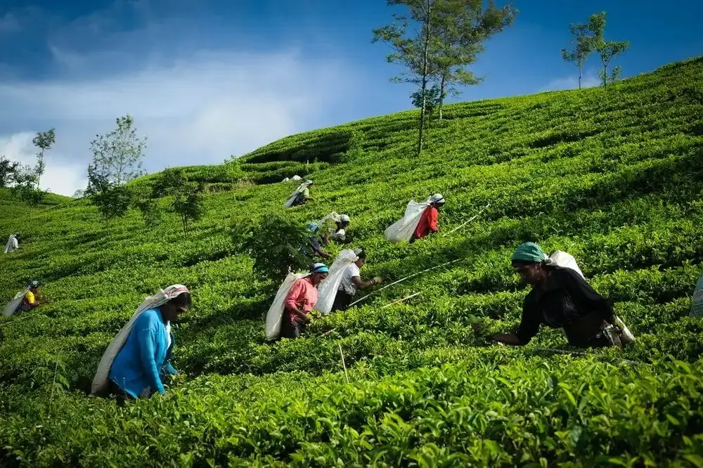 The Heart of Sri Lanka’s Tea Industry