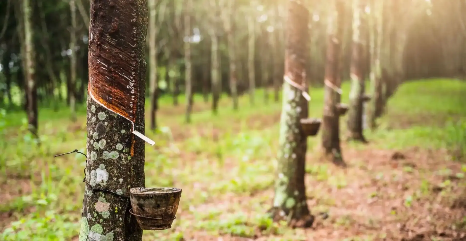 A scenic view of Handurukanda Rubber Estate