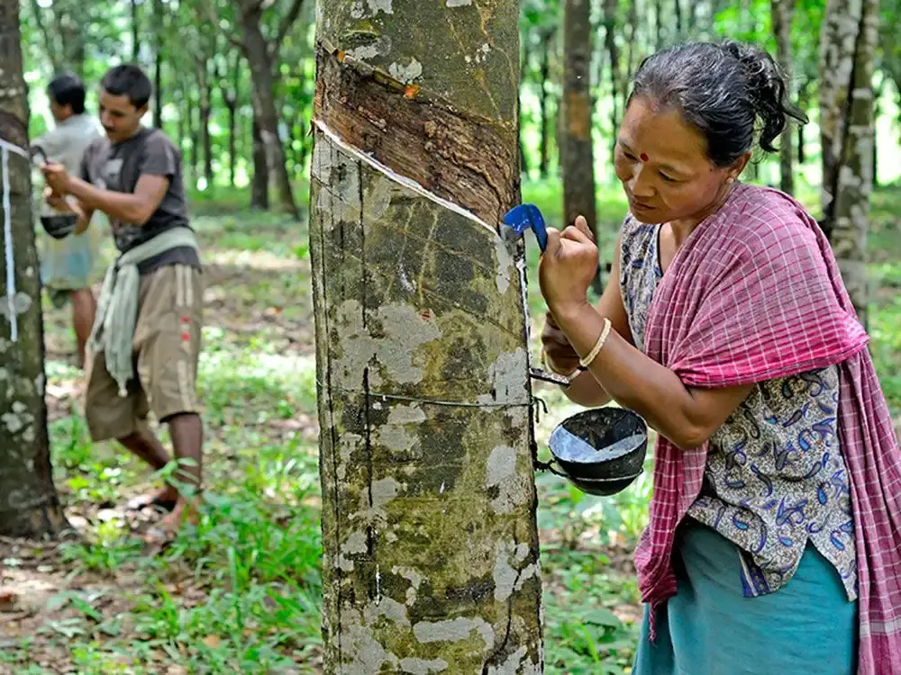 Traditional Rubber Estate