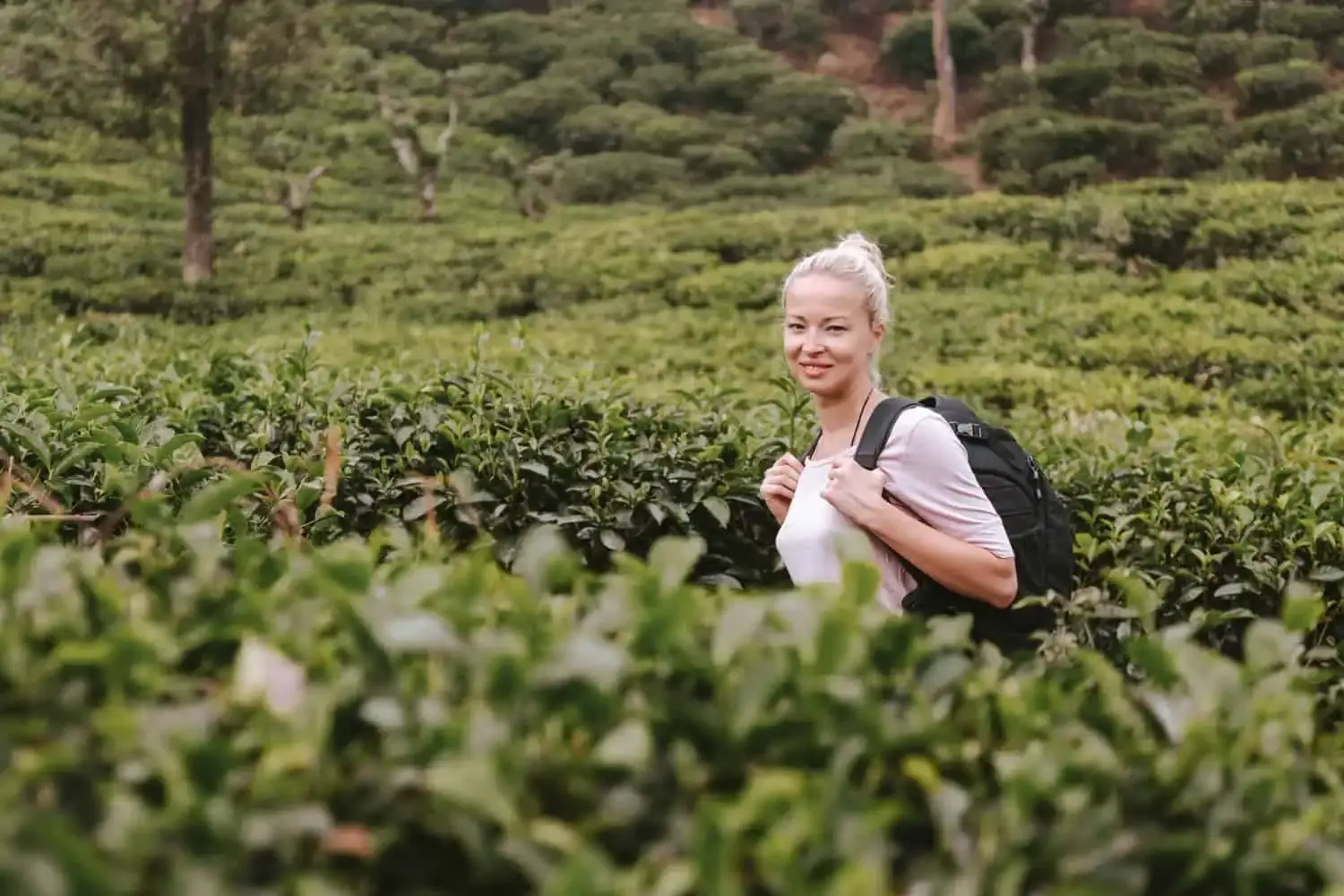 Low Grown Tea Excellence