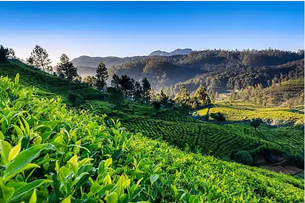 A scenic view of Kuttapitiya Tea Estate