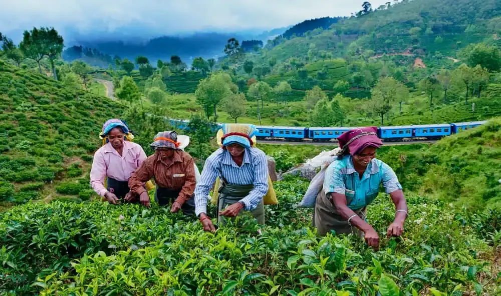 tea
