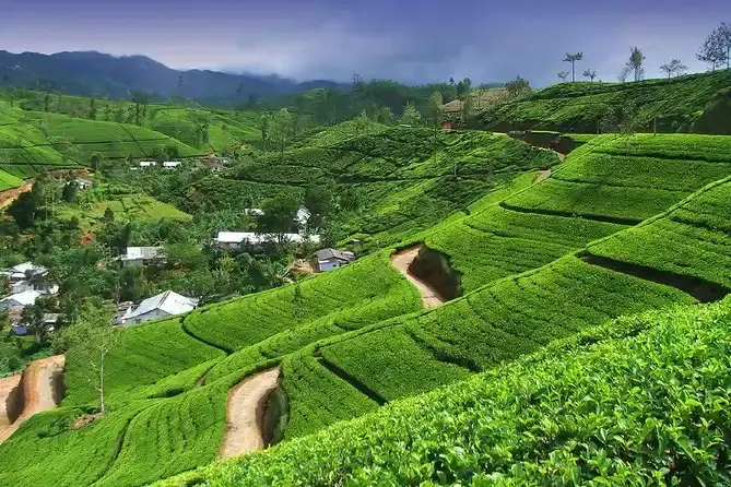 tea