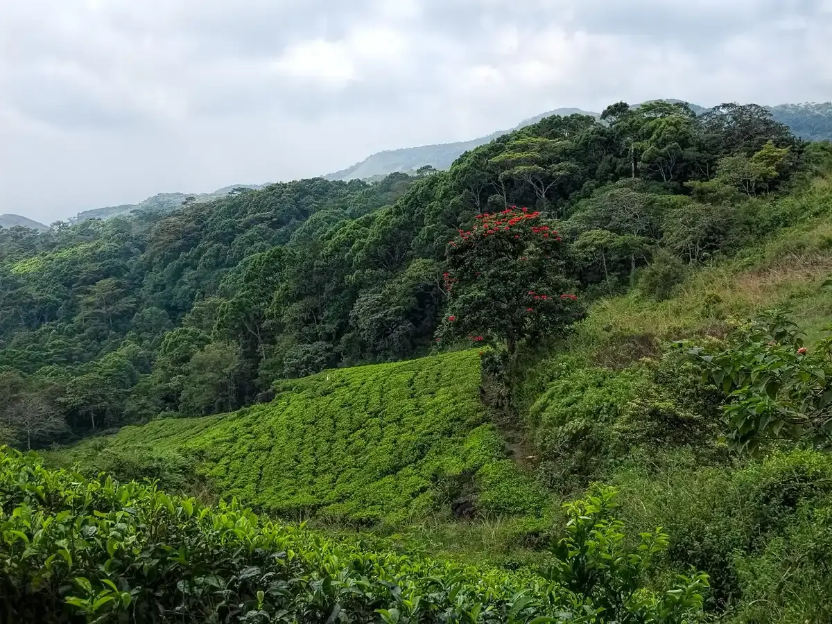 Sinharaja forest