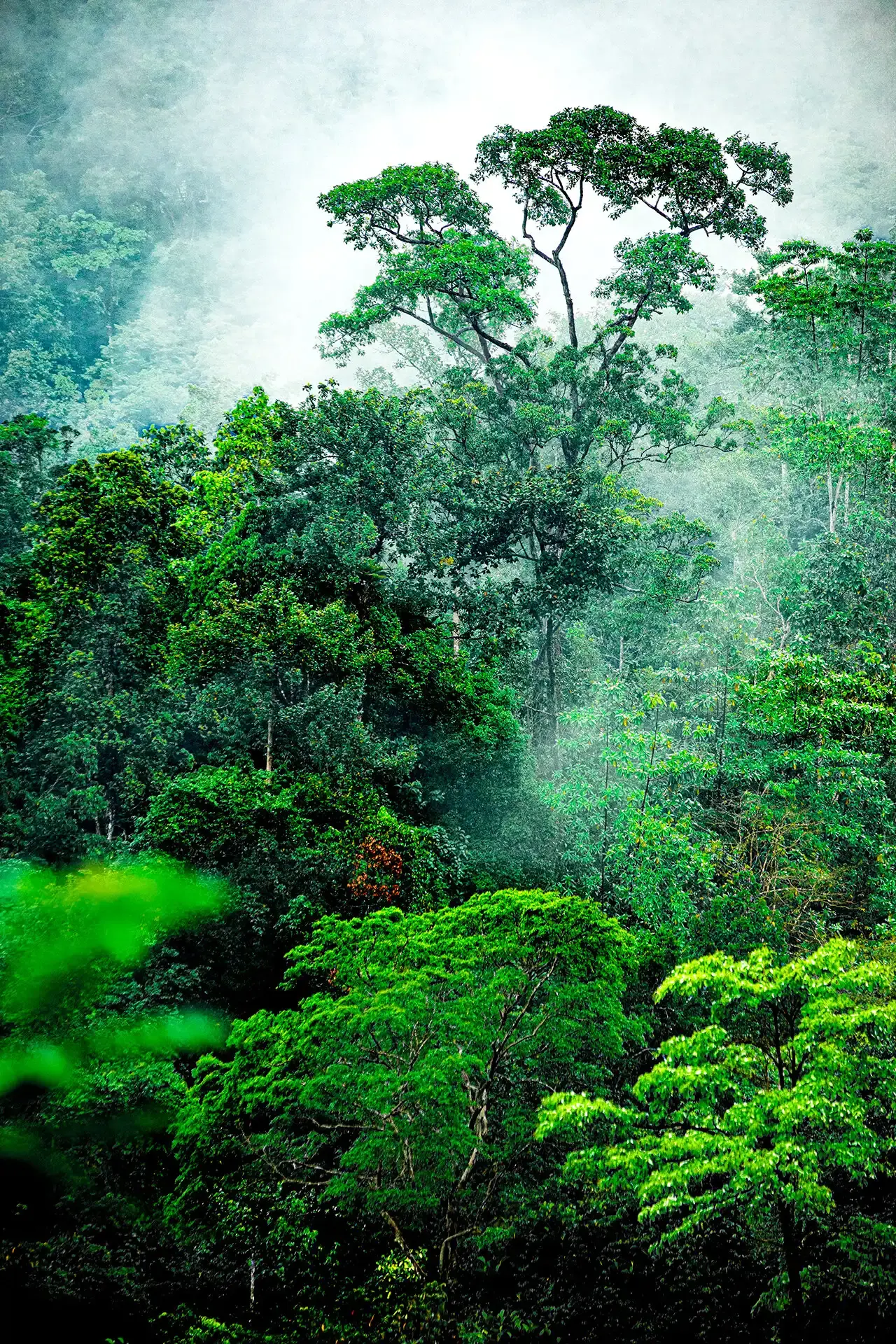 A scenic view of Sinharaja Rainforest
