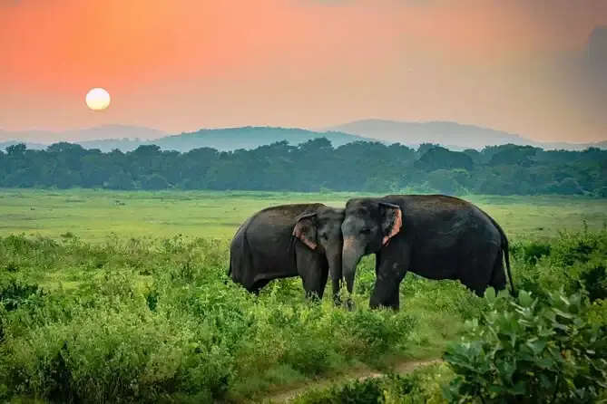 A scenic view of Udawalawe National Park